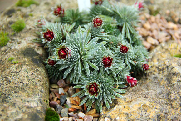 Saxifraga sempervivum, a species of alpine plant in Cambridge University Botanic Gardens, ‘produces pure vaterite.’ Image credit: Paul Aston.