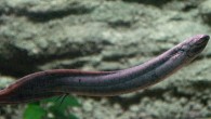 The South American lungfish (Lepidosiren paradoxa). Image credit: OpenCage / CC BY-SA 2.5.