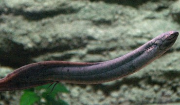 The South American lungfish (Lepidosiren paradoxa). Image credit: OpenCage / CC BY-SA 2.5.