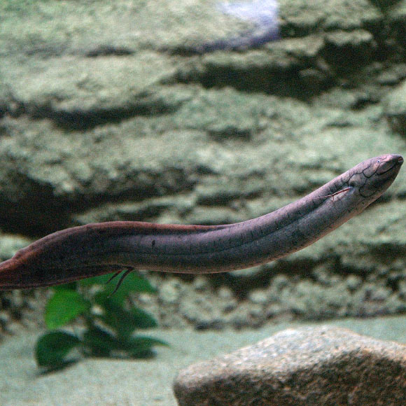 The South American lungfish (Lepidosiren paradoxa). Image credit: OpenCage / CC BY-SA 2.5.