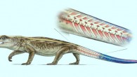 This is an illustration of Captorhinus, a captorhinid reptile that lived during the Permian period, showing breakable tail vertebrae. Image credit: Robert Reisz.