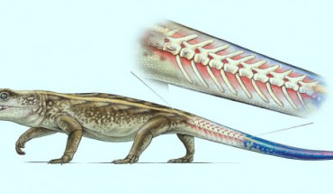 This is an illustration of Captorhinus, a captorhinid reptile that lived during the Permian period, showing breakable tail vertebrae. Image credit: Robert Reisz.