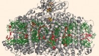 This image is the crystal structure of Photosystem I. Image credit: Tanai Cardona.