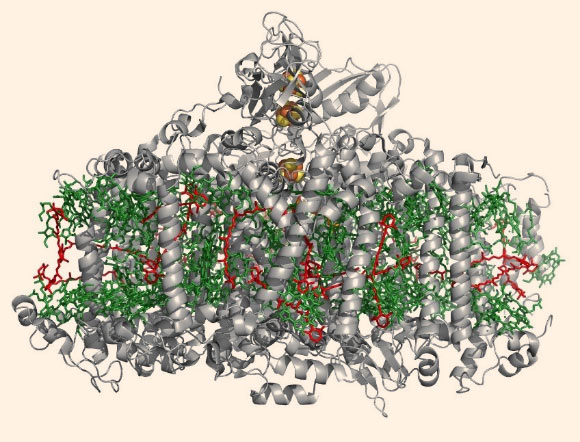 This image is the crystal structure of Photosystem I. Image credit: Tanai Cardona.
