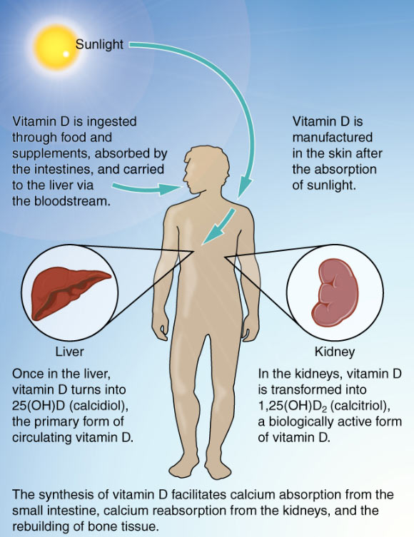 In this study, higher Vitamin D concentration was associated with lower risk of total cancer; the findings support the hypothesis that Vitamin D has protective effects against cancers at many sites. Image credit: OpenStax College / CC BY 3.0.