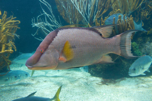 The hogfish (Lachnolaimus maximus). Image credit: Brian Gratwicke / CC BY 2.0.