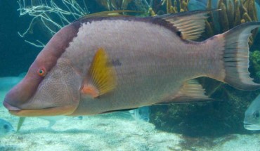The hogfish (Lachnolaimus maximus). Image credit: Brian Gratwicke / CC BY 2.0.