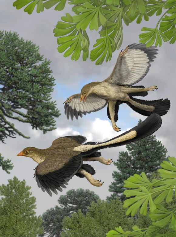 An artist’s impression of what Archaeopteryx lithographica, one of the earliest known birds, would have looked like in flight. Image credit: Carl Buell / Nicholas Longrich.