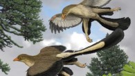 An artist’s impression of what Archaeopteryx lithographica, one of the earliest known birds, would have looked like in flight. Image credit: Carl Buell / Nicholas Longrich.