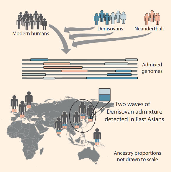 Browning et al found evidence for two waves of Denisovan admixture, one from a population closely related to the Altai Denisovan individual, and one from a population more distantly related to the Altai Denisovan; the component closely related to the Altai Denisovan is primarily present in East Asians, whereas the component more distantly related to the Altai Denisovan forms the major part of the Denisovan ancestry in Papuans and South Asians. Image credit: Browning et al, doi: 10.1016/j.cell.2018.02.031.