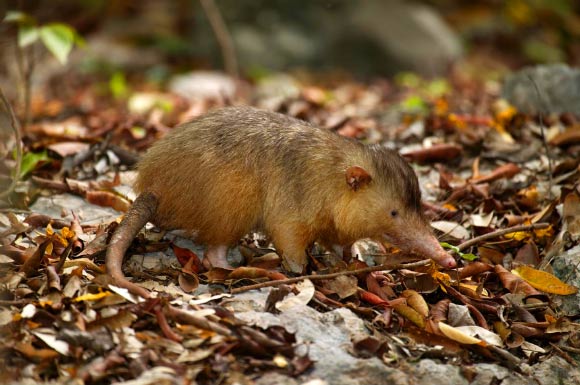 The Hispaniolan solenodon (Solenodon paradoxus). Image credit: Eladio Fernandez, Caribbean Nature Photography.