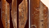 Retoucher from the early hominin Lingjing site, China; white brackets indicate the areas where impact scars are present. Scale bars - 1 cm. Image credit: Doyon et al, doi: 10.1371/journal.pone.0194318.