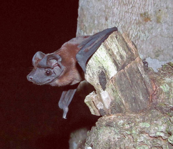 The Freeman’s dog-faced bat (Cynomops freeman) in Soberania National Park near the Panama Canal. Image credit: Thomas Sattler.