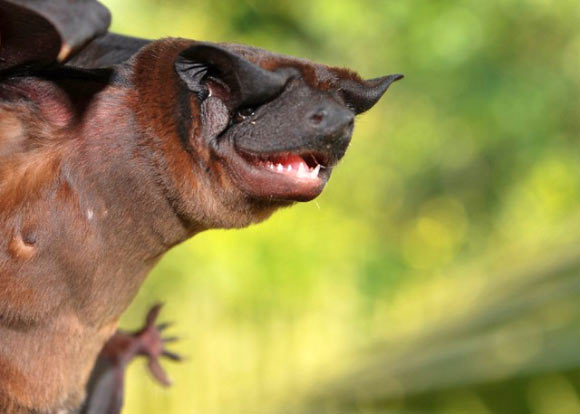 The Waorani dog-faced bat (Cynomops tonkigui) in Ecuador. Image credit: Diego Tirira.