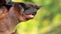 The Waorani dog-faced bat (Cynomops tonkigui) in Ecuador. Image credit: Diego Tirira.