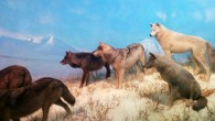 Pilot et al showed that around 60% of Eurasian grey wolf genomes carried small blocks of the DNA of domestic dogs, suggesting that wolves cross-bred with dogs in past generations. Image credit: J. C.