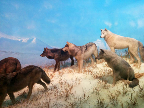 Pilot et al showed that around 60% of Eurasian grey wolf genomes carried small blocks of the DNA of domestic dogs, suggesting that wolves cross-bred with dogs in past generations. Image credit: J. C.