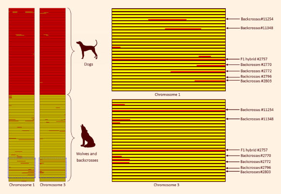 New Study Reveals Extent of Cross-Breeding between Domestic Dogs and ...