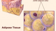 Adipose tissue. Image credit: Blausen.com Staff / Medical Gallery of Blausen Medical 2014 / WikiJournal of Medicine 1 (2), doi: 10.15347/wjm/2014.010.