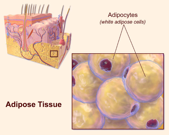 Adipose tissue. Image credit: Blausen.com Staff / Medical Gallery of Blausen Medical 2014 / WikiJournal of Medicine 1 (2), doi: 10.15347/wjm/2014.010.