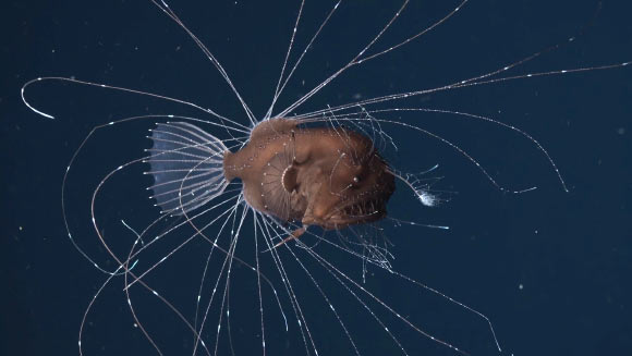 A pair of fanfin anglers (Caulophryne jordani). Image credit: Rebikoff-Niggeler Foundation.