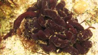 The bootlace worm (Lineus longissimus). Image credit: Cédric Audibert / AnimalBase Project Group, www.animalbase.uni-goettingen.de.
