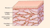The interstitium is seen here beneath the top layer of skin, but is also in tissue layers lining the gut, lungs, and urinary systems, as well as those surrounding blood vessels and the fascia between muscles; the organ is a body-wide network of interconnected, fluid-filled compartments supported by a meshwork of strong, flexible proteins. Image credit: Jill Gregory / Mount Sinai Health System.