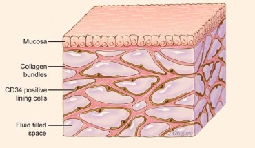 The interstitium is seen here beneath the top layer of skin, but is also in tissue layers lining the gut, lungs, and urinary systems, as well as those surrounding blood vessels and the fascia between muscles; the organ is a body-wide network of interconnected, fluid-filled compartments supported by a meshwork of strong, flexible proteins. Image credit: Jill Gregory / Mount Sinai Health System.