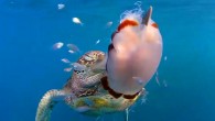 A green turtle swiping the stinging jellyfish (Cyanea barkeri) in the water column at Hook Island, Queensland, Australia, taken June 2017. Image credit: Fujii et al, doi: 10.7717/peerj.4565.