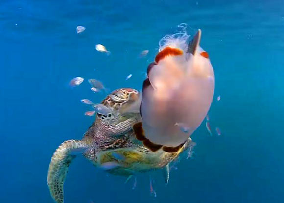 A green turtle swiping the stinging jellyfish (Cyanea barkeri) in the water column at Hook Island, Queensland, Australia, taken June 2017. Image credit: Fujii et al, doi: 10.7717/peerj.4565.