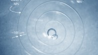 An aqueous spiral, 6.8 cm long, thread thickness 100 μm, in silicone oil. Scale bar - 2 mm. Image credit: Forth et al, doi: 10.1002/adma.201707603.