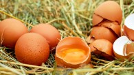 Athanasiadou et al show that the nanostructure of the eggshell changes during egg incubation, weakening the shell for chick hatching. Image credit: Ilona Couleur.