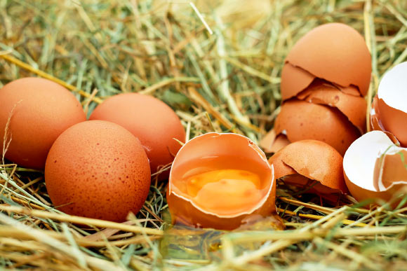 Athanasiadou et al show that the nanostructure of the eggshell changes during egg incubation, weakening the shell for chick hatching. Image credit: Ilona Couleur.