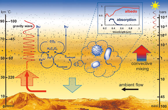 A schematic representation summarizing the team’s ideas regarding the potential for microorganisms to survive in Venus’ lower clouds and contribute to the observed bulk spectra. In this scheme, the approximate altitude and temperatures are shown on the left axis, the approximate pressure on the right axis, while the surface topography represents an exaggerated perspective view of Venus. The cloud layer is depicted by a yellow-tinted hazy region between an altitude of 30 and 44 miles (47-72 km), where the varying opacities and thicknesses represent differences in mass loading. The black dots within the cloud layer depict the sulfuric acid aerosols with diameters ranging from 0.2 mm (which are found as high as 55 miles, or 90 km) to 2.5 mm and to as large as 36 mm (in smaller quantities) near the bottom of the cloud layer; aerosols below the cloud base have also been reported by the Venera probes. The hypothetical microbial contents of particles from the lower cloud layer are depicted in a magnified view using the dashed-line callout bubble, which shows differing possible microbial morphologies. These microorganisms may potentially survive by fixation of carbon dioxide through the phototrophic or chemolithotrophic oxidation of iron and sulfur compounds, and by a coupled iron-sulfur metabolism (depicted by the blue reaction scheme). The cloud-based microbial communities may remain afloat through gravity waves (red wavy line), which propagate up, and are triggered by westward ambient flows over the elevated topographies; gravity waves have been detected at the cloud tops in thermal infrared in the data from JAXA’s Akatsuki orbiter. Additionally, the convective activity of the lower cloud region may persist on the night side, thereby leading to opacity variations and differing thermal emissions through the cloud layer, as is observed in the near infrared in the data from Akatsuki and ESA’s Venus Express spacecraft. Consequently, the spectra of Venus may include contributions from the cloud-based microorganisms, as is depicted by the dashed-line callout originating from the magnified view of the particles; the inset spectral plot shows the albedo of Venus compiled from differing observations (red) and the sunlight absorption estimated by a singular measurement on the dayside (at one location), as calculated from the difference between the VIRA cloud model and the spectra from NASA’s MESSENGER spacecraft. The absorption of sunlight may actually extend to much longer wavelengths based on muted contrasts observed by Akatsuki, which is consistent with the albedo variation with wavelength. Image credit: Limaye et al, doi: 10.1089/ast.2017.1783.