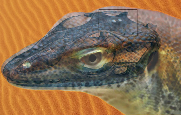 Saniwa ensidens had an atavistic pineal eye behind the third eye. Image credit: Senckenberg Research Institute / Andreas Lachmann / Digimorph.org / Nici Keil.