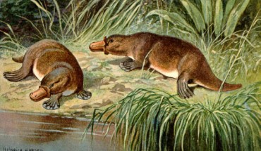 A pair of platypuses (Ornithorhynchus anatinus). Image credit: Heinrich Harder.
