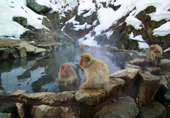 Japanese macaques (Macaca fuscata) in Jigokudani Monkey Park, Japan.