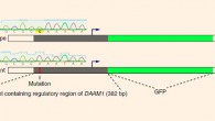 Zhang et al utilized sequencing databases to identify hundreds of mutations in DNA sequences outside of coding genes, paving the way for novel therapeutic avenues to treat cancer. Image Credit: Zhang et al, doi: 10.1038/s41588-018-0091-2.