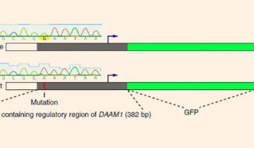 Zhang et al utilized sequencing databases to identify hundreds of mutations in DNA sequences outside of coding genes, paving the way for novel therapeutic avenues to treat cancer. Image Credit: Zhang et al, doi: 10.1038/s41588-018-0091-2.