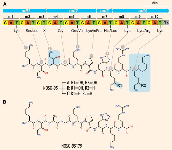 Chemical structures of odilorhabdins and the organization of the biosynthetic gene cluster in the odilorhabdin producer: (A) chemical structures of natural odilorhabdins NOSO-95A, B, and C and the structure of the gene cluster in the Xenorhabdus nematophila genome encoding NRPS (non-ribosomal peptide synthetase) proteins responsible for odilorhabdin biosynthesis. The predicted NRPS modules (m1–m10), each composed of a condensation domain (C), an adenylation domain (A), and a thiolation/peptide carrier domain (T), are indicated alongside the amino acids incorporated by the respective modules. X indicates a module whose specificity was difficult to assign on the basis of in silico analysis. Chemical moieties of natural odilorhabdins that are absent or altered in the synthetic NOSO-95179 compound are highlighted in light blue. (B) chemical structure of the fully synthetic odilorhabdin derivative NOSO-95179. Image credit: Pantel et al, doi: 10.1016/j.molcel.2018.03.001.