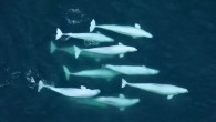 Incredibly sophisticated series of vocal repertoires and acoustic systems of beluga whales (Delphinapterus leucas) suggest that they are capable of forming very complex relationships and groups. Image credit: Lisa Barry, NOAA / NMFS / AFSC / MML.
