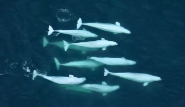 Incredibly sophisticated series of vocal repertoires and acoustic systems of beluga whales (Delphinapterus leucas) suggest that they are capable of forming very complex relationships and groups. Image credit: Lisa Barry, NOAA / NMFS / AFSC / MML.