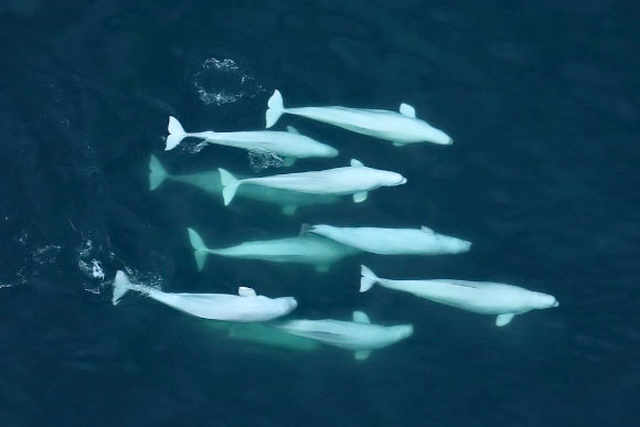Incredibly sophisticated series of vocal repertoires and acoustic systems of beluga whales (Delphinapterus leucas) suggest that they are capable of forming very complex relationships and groups. Image credit: Lisa Barry, NOAA / NMFS / AFSC / MML.