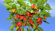 The Carolina Reaper, also known as the HP22B, is a cultivar of Capsicum chinense. Image credit: Magnolia677 / CC BY 4.0.