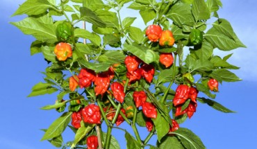 The Carolina Reaper, also known as the HP22B, is a cultivar of Capsicum chinense. Image credit: Magnolia677 / CC BY 4.0.
