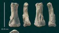 The Al Wusta-1 finger bone from Saudi Arabia. Image credit: Ian Cartwright.