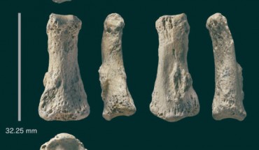 The Al Wusta-1 finger bone from Saudi Arabia. Image credit: Ian Cartwright.