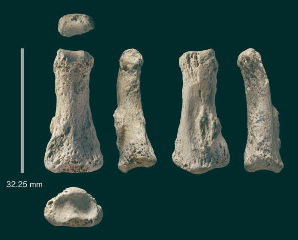 The Al Wusta-1 finger bone from Saudi Arabia. Image credit: Ian Cartwright.
