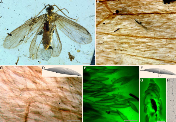 Tarachoptera from mid-Cretaceous Burmese amber: (A-D) K. brevicostata, female; (B and C) forewing scales; note the tubercles and setae on wing membrane; (D) scale reconstruction; (E-H) K. brevicostata, male; (E) images of forewing scales detached from the forewing; (F) interpretative sketch of cross section of scale; (G) an image of cross section of forewing scales; (H) an image of cross section of a forewing scale. Scale bars - 0.5 mm (A), 0.1 mm (B), 50 μm (C), 40 μm (E), 20 μm (G), and 2 μm (H). Image credit: B.W., Nanjing Institute of Geology and Palaeontology, Chinese Academy of Sciences.