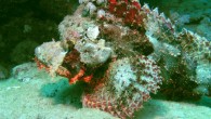 Stonefish are packing switchblades in their faces. Image credit: Frank am Main / CC BY-SA 2.0.